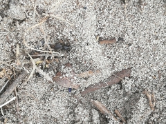 Zelotes