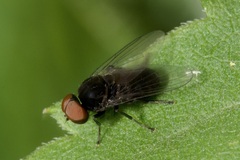 Platypezidae