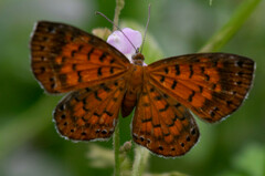 Parvospila lucianus