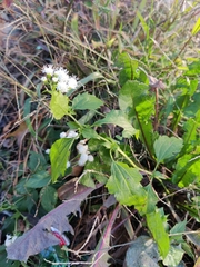 Ageratina altissima
