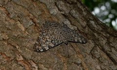 Hamadryas