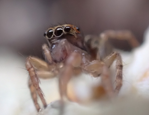 Saitis graecus