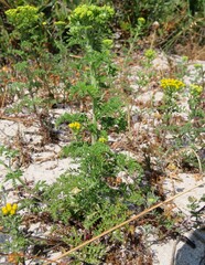 Oncosiphon suffruticosus