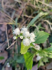 Ageratina altissima