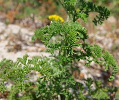 Oncosiphon suffruticosus