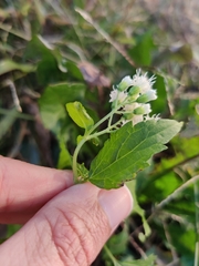 Ageratina altissima