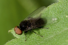 Platypezidae