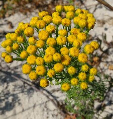 Oncosiphon suffruticosus