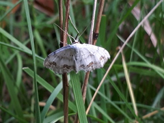 Scopula ornata