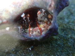 Clibanarius erythropus