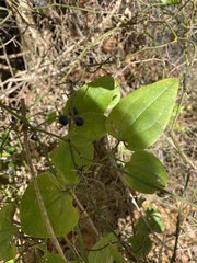 Smilax rotundifolia