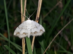 Scopula ornata