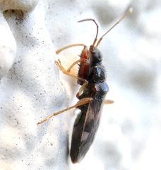 Pseudopamera nitidula