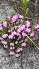 Erica spumosa