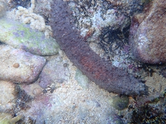 Holothuria sanctori