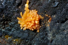 Calocera cornea