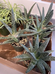 Gasteria