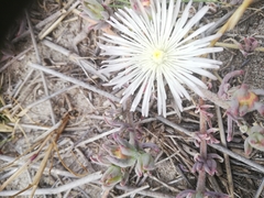 Mesembryanthemum canaliculatum