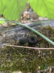Daldinia concentrica