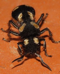 Hoplomutilla