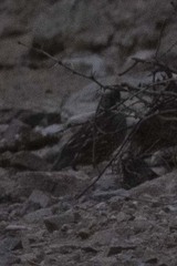 Callipepla douglasii