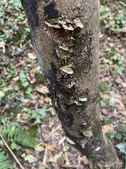 Cerrena unicolor