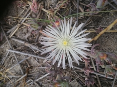 Mesembryanthemum canaliculatum