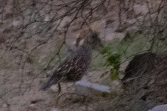 Callipepla douglasii