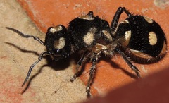 Hoplomutilla