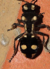 Hoplomutilla