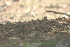 Dipsosaurus dorsalis