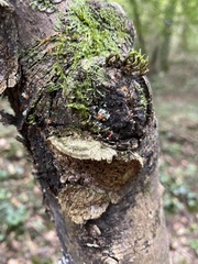 Cerrena unicolor