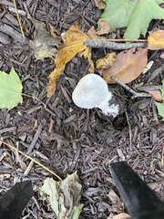 Leucoagaricus leucothites