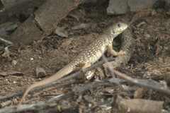 Dipsosaurus dorsalis