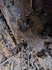 Limodromus assimilis