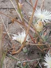Mesembryanthemum canaliculatum
