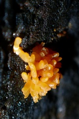 Calocera cornea