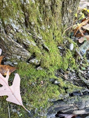 Claopodium rostratum