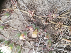 Mesembryanthemum canaliculatum