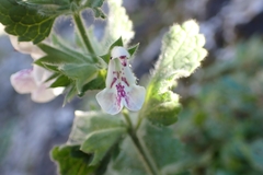 Stachys mollissima