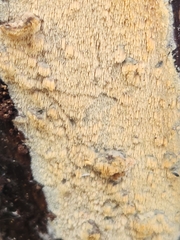 Mycoacia aurea