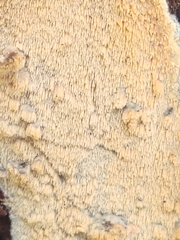Mycoacia aurea