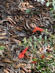 Clinopodium coccineum