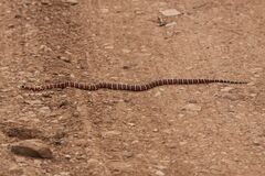 Lampropeltis pyromelana