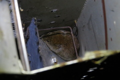 Clethrionomys glareolus