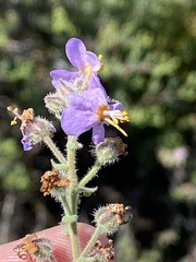 Chaenostoma caeruleum