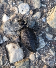 Meloe rugosus