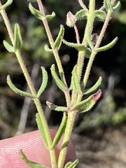 Chaenostoma caeruleum