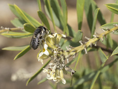 Megachile canariensis