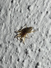 Dysderidae
